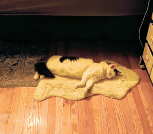 Niku sleeping on rug